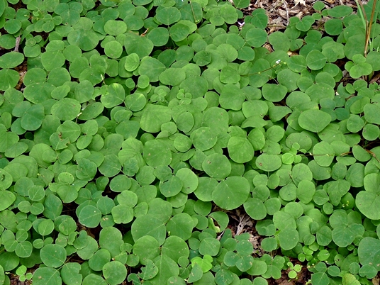 {Desmodium rotundifolium}